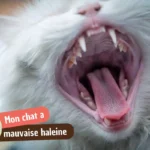 Mauvaise haleine du chat : ce que l&rsquo;odeur révèle sur sa santé