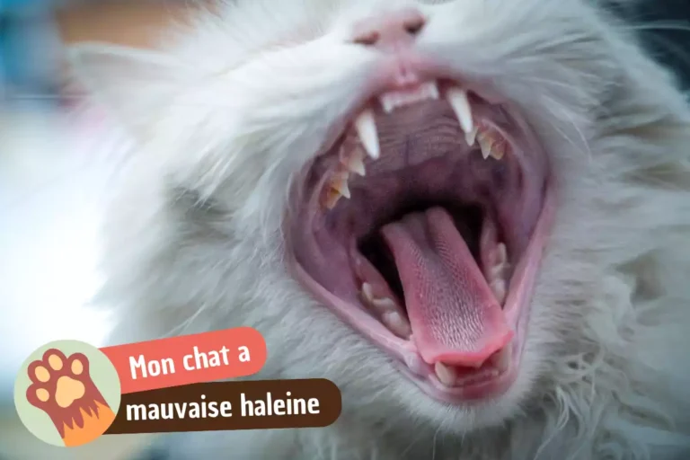 mon chat a mauvaise haleine