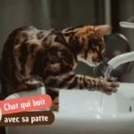 Pourquoi mon chat boit avec sa patte