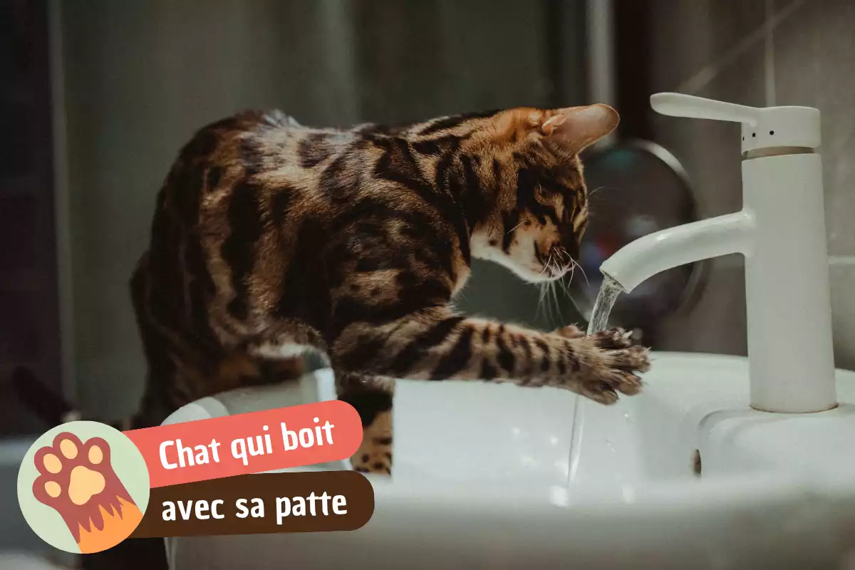 You are currently viewing Pourquoi mon chat boit avec sa patte