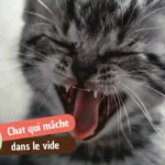 Mon chat mâche dans le vide : bénin, douloureux ou urgent ?