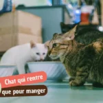 Mon chat ne rentre plus que pour manger : les vraies causes et quoi faire en 7 jours