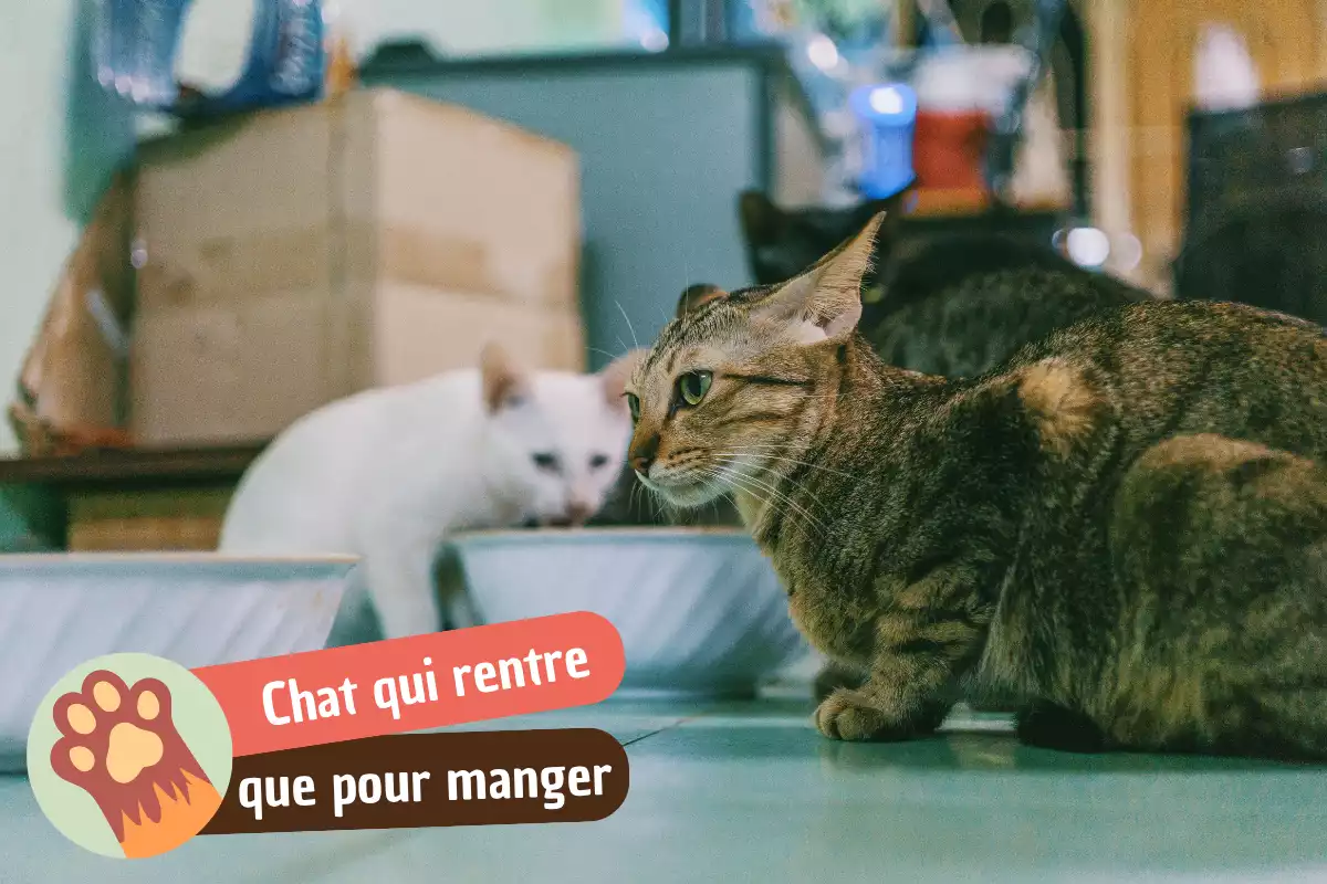 You are currently viewing Mon chat ne rentre plus que pour manger : les vraies causes et quoi faire en 7 jours