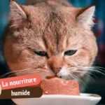 Nourriture humide pour chat : bien lire l&rsquo;étiquette avant de remplir la gamelle