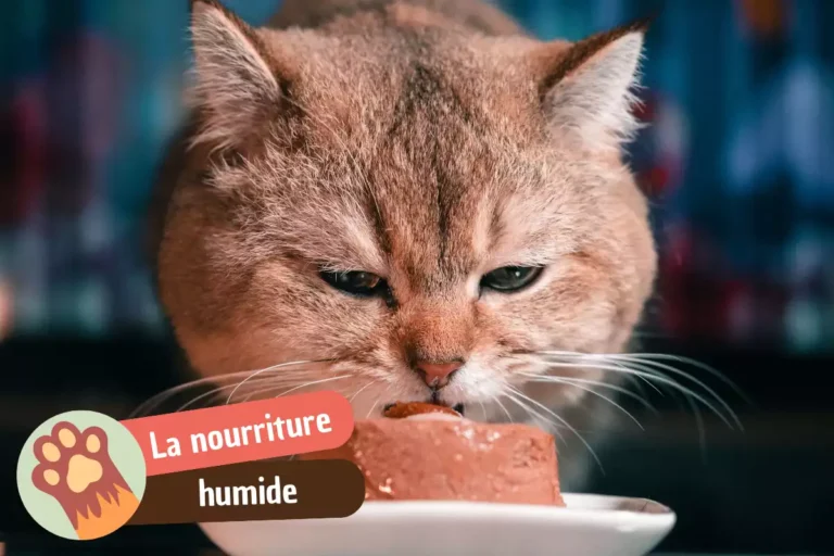 nourriture humide pour un chat