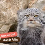 Chat de Pallas, manul : prix, adoption et pourquoi vous n&rsquo;en aurez jamais un chez vous