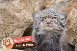 Lire la suite à propos de l’article Chat de Pallas, manul : prix, adoption et pourquoi vous n&rsquo;en aurez jamais un chez vous