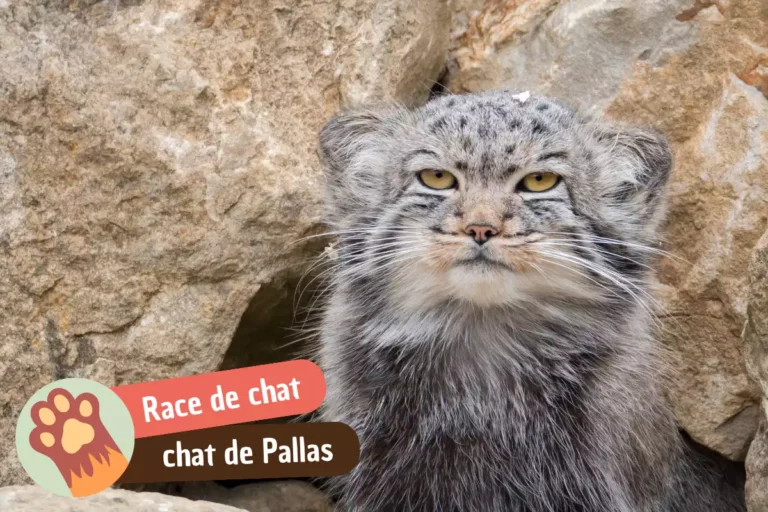 race chat de pallas