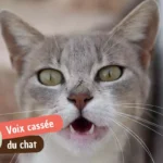 Chat voix cassée : causes, remèdes maison et quand consulter