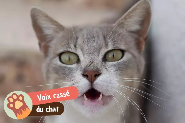 mon chat a la voix cassée