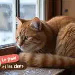 À partir de quelle température un chat a froid l&rsquo;hiver ?