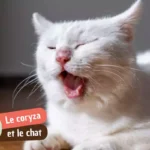 Coryza du chat : symptômes, traitement et durée avant guérison