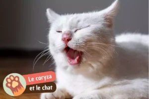 Lire la suite à propos de l’article Coryza du chat : symptômes, traitement et durée avant guérison