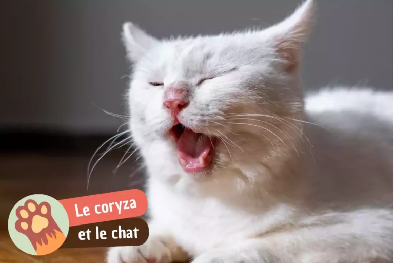 coryza du chat