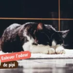 Enlever l&rsquo;odeur de pipi de chat : le protocole complet, support par support