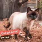 Pourquoi mon chat me suit partout : attachement, habitude ou anxiété de séparation
