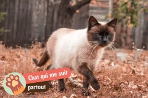 Lire la suite à propos de l’article Pourquoi mon chat me suit partout : attachement, habitude ou anxiété de séparation