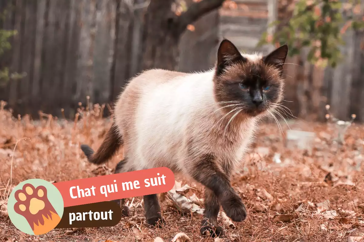 You are currently viewing Pourquoi mon chat me suit partout : attachement, habitude ou anxiété de séparation