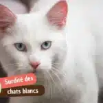 Chat blanc sourd : pourquoi le gène W touche l&rsquo;audition et comment le savoir