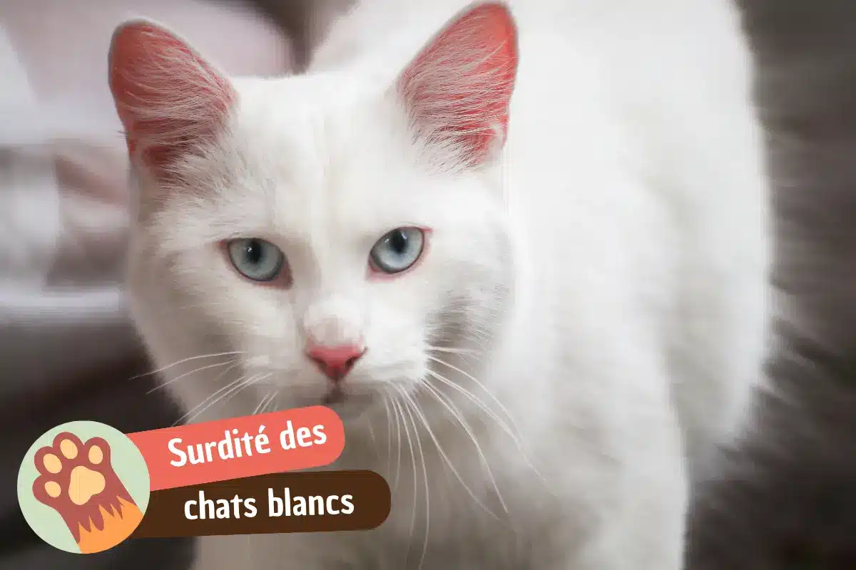 You are currently viewing Chat blanc sourd : pourquoi le gène W touche l&rsquo;audition et comment le savoir