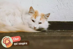 Lire la suite à propos de l’article Mon chat soupire : réflexe respiratoire ou signal de détresse ?