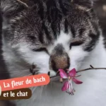 Fleur de Bach chaton : posologie, alcool et ce que valent vraiment les élixirs