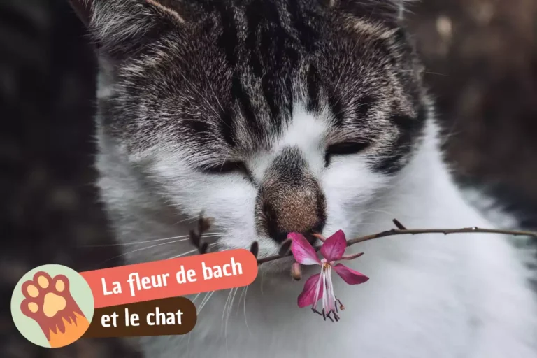 fleur de bach pour chaton