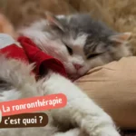 Ronronthérapie : ce que les basses fréquences du ronronnement font vraiment à votre corps