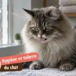 Hygiène chat & toilette : Tout savoir pour sa santé