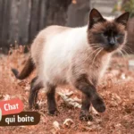 Chat qui boite : patte avant, patte arrière, sans blessure apparente, que faire ?