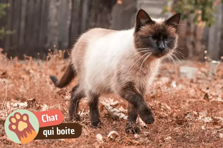 chat qui boite
