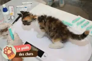 Lire la suite à propos de l’article Poids chat : tableau par âge, courbe du chaton et poids idéal selon la race