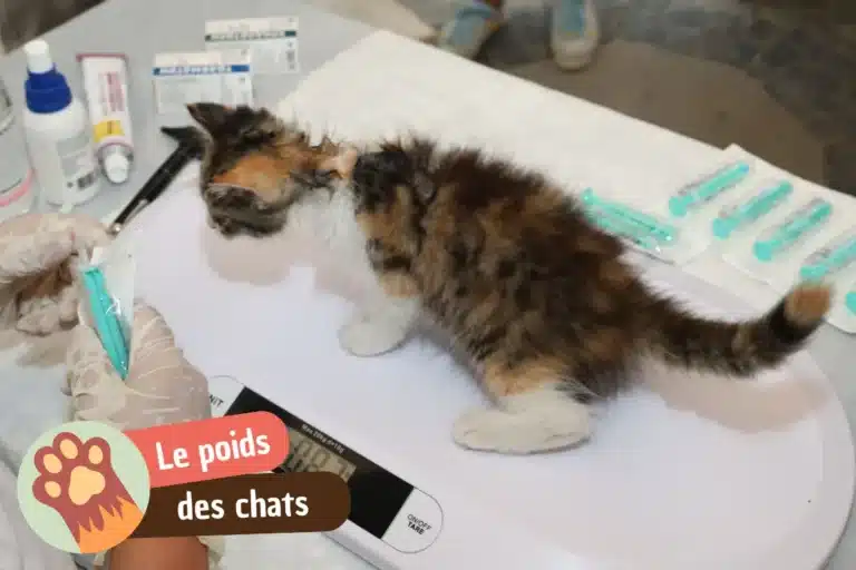 poids idéal du chat