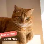 Chat roux : pourquoi la femelle est rare, caractère, races et taches noires