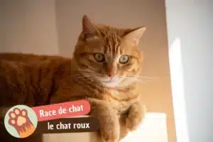 Lire la suite à propos de l’article Chat roux : pourquoi la femelle est rare, caractère, races et taches noires