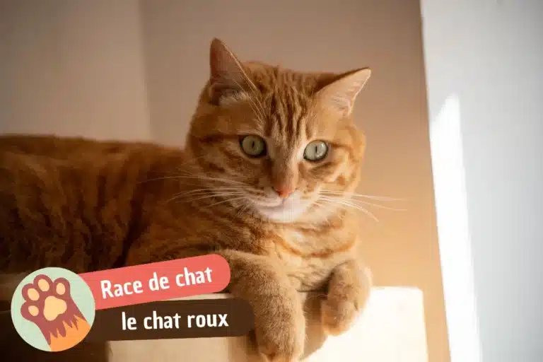 chat roux