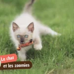 Zoomies chat : pourquoi il court partout comme un fou et comment le calmer