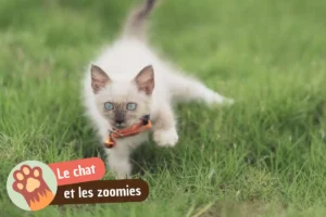 Lire la suite à propos de l’article Zoomies chat : pourquoi il court partout comme un fou et comment le calmer