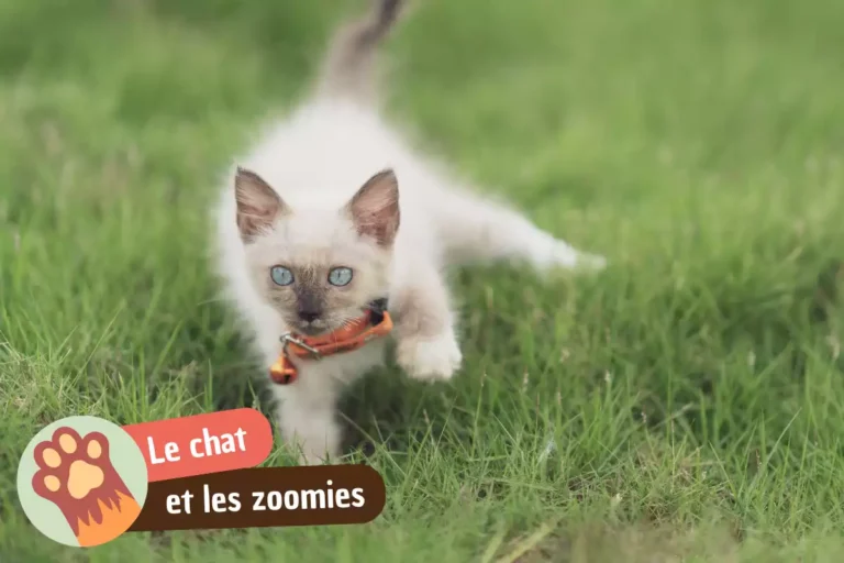 zoomies du chat