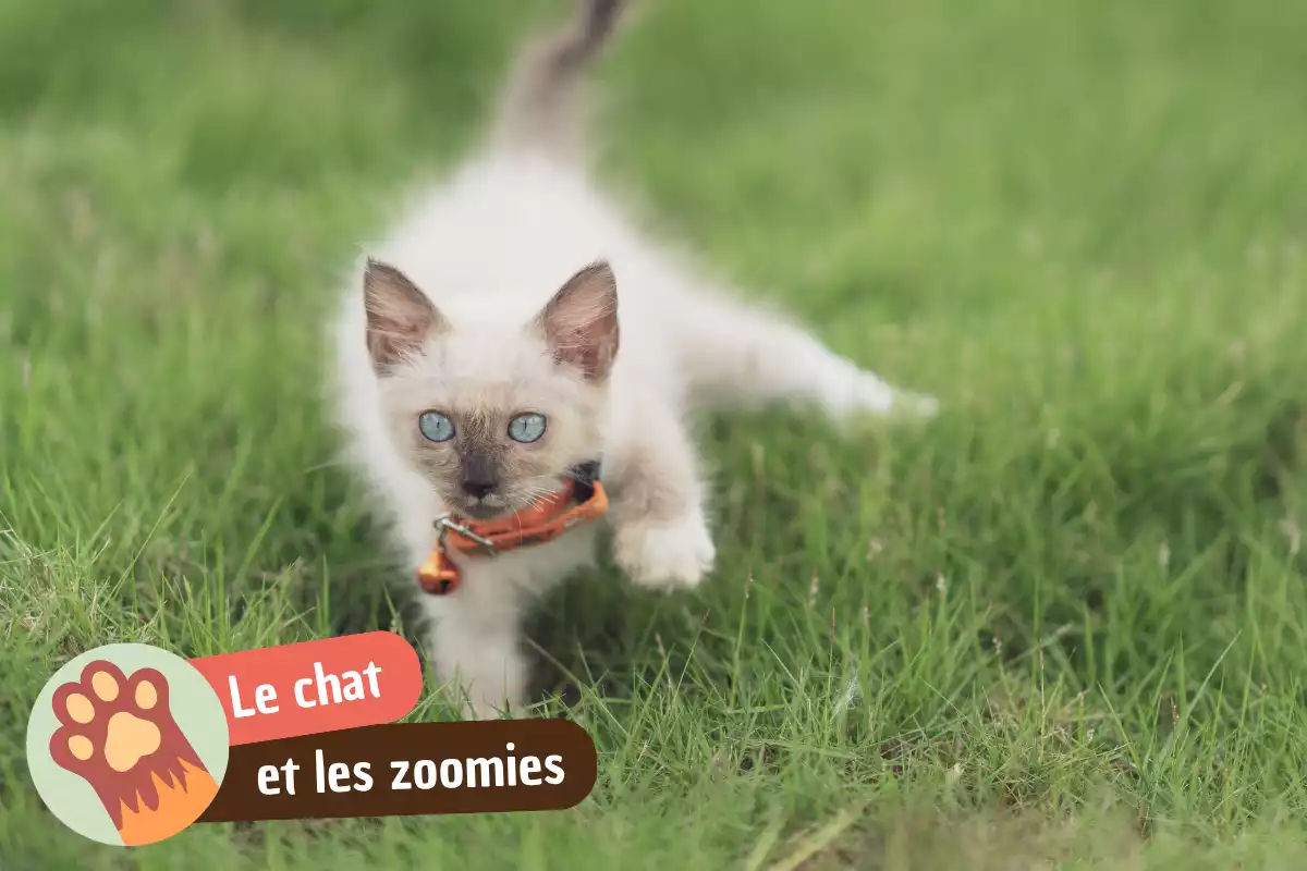 You are currently viewing Zoomies chat : pourquoi il court partout comme un fou et comment le calmer