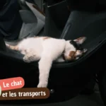 Chat malade en voiture : mal des transports ou peur, comment l&rsquo;aider vraiment ?