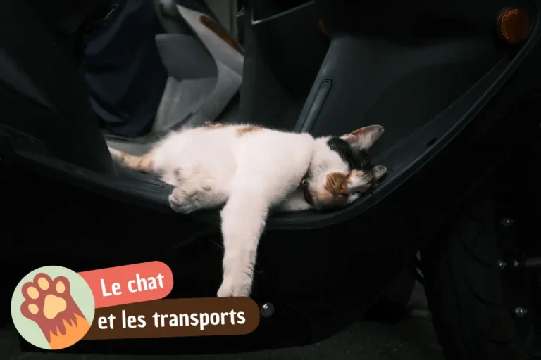 Chat malade en voiture