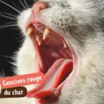 Mon chat a les gencives rouges : gingivite ou urgence, que faire ?