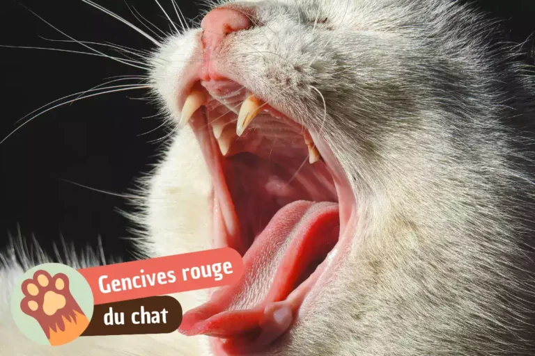 gencives rouges chat