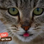 Pourquoi mon chat bave ? Plaisir, nausée ou urgence, comment faire la différence ?