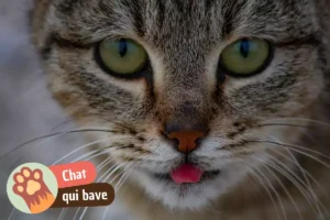 Lire la suite à propos de l’article Pourquoi mon chat bave ? Plaisir, nausée ou urgence, comment faire la différence ?