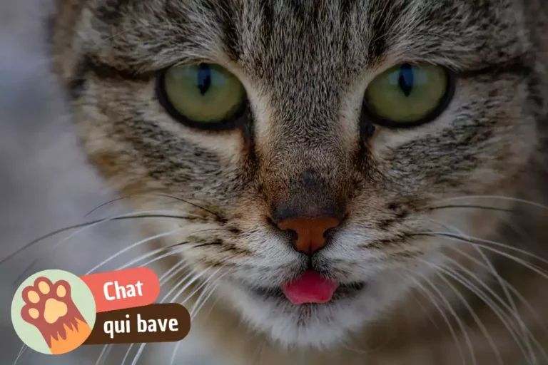 pourquoi mon chat bave
