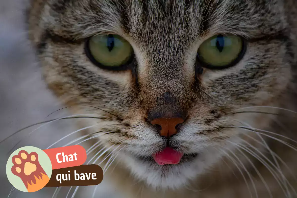 You are currently viewing Pourquoi mon chat bave ? Plaisir, nausée ou urgence, comment faire la différence ?