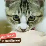 Pourquoi mon chat me mordille (ou me mord) : amour, jeu ou agacement ?