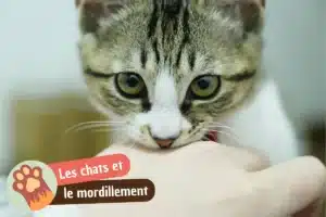 Lire la suite à propos de l’article Pourquoi mon chat me mordille (ou me mord) : amour, jeu ou agacement ?